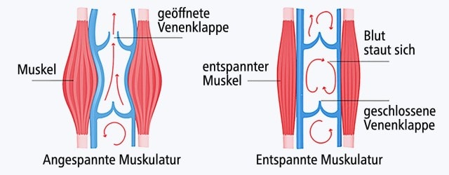 05_Muskelpumpe_1536px