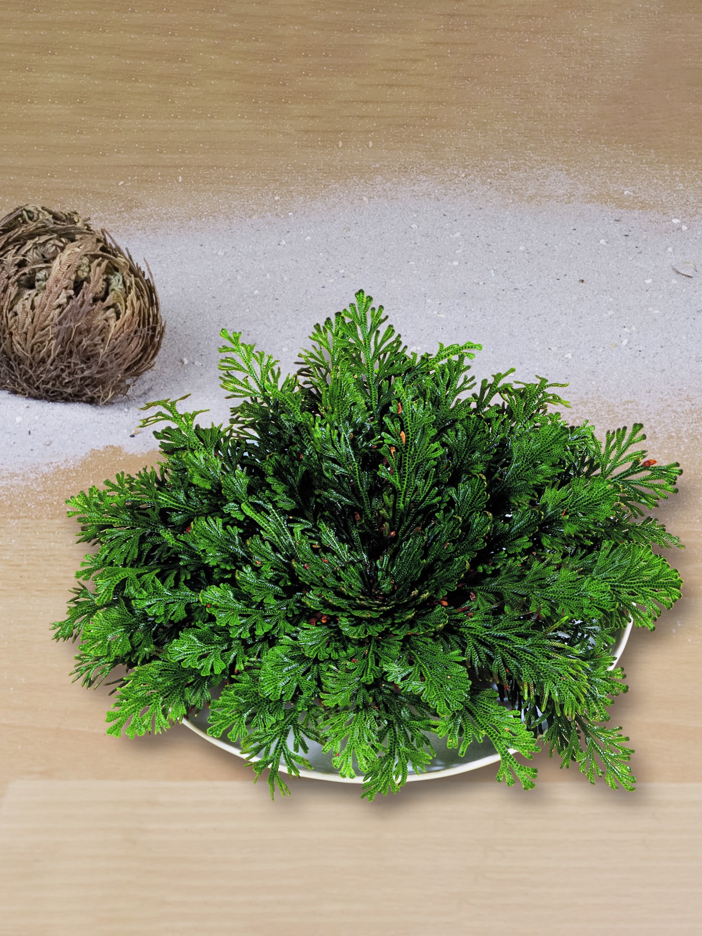 Rose von Jericho Grün