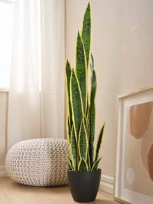 Deko-Sansevieria Grün