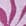 Magnolie