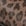 Leoprint Braun