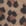 Leoprint