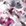 Cassis/Graphit Cassis/Graphit