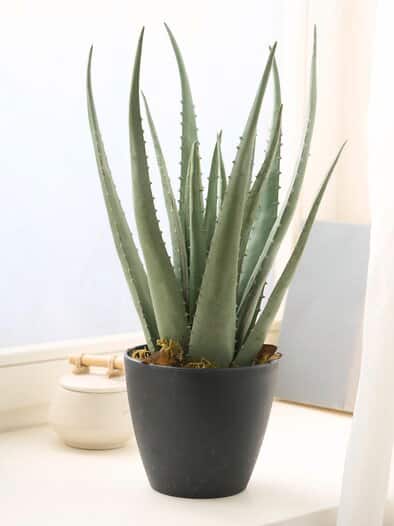 Aloe-Vera Deko-Pflanze Grün