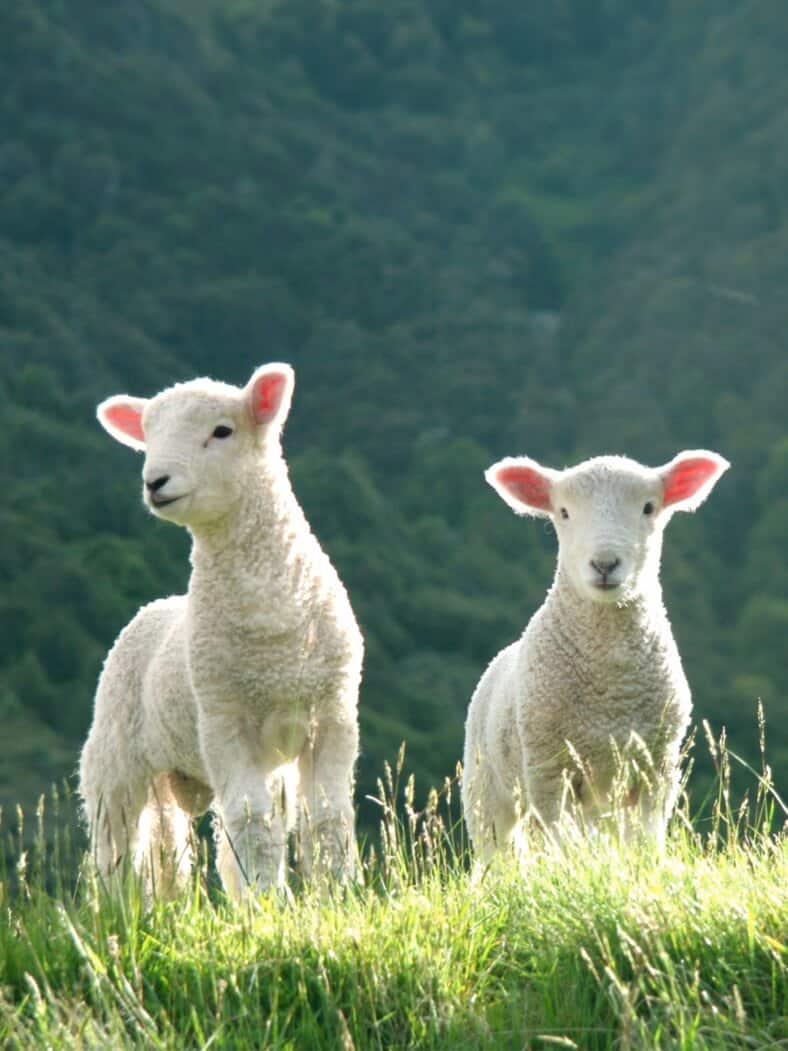 Lammwoll-Socken 2 Paar Taupe