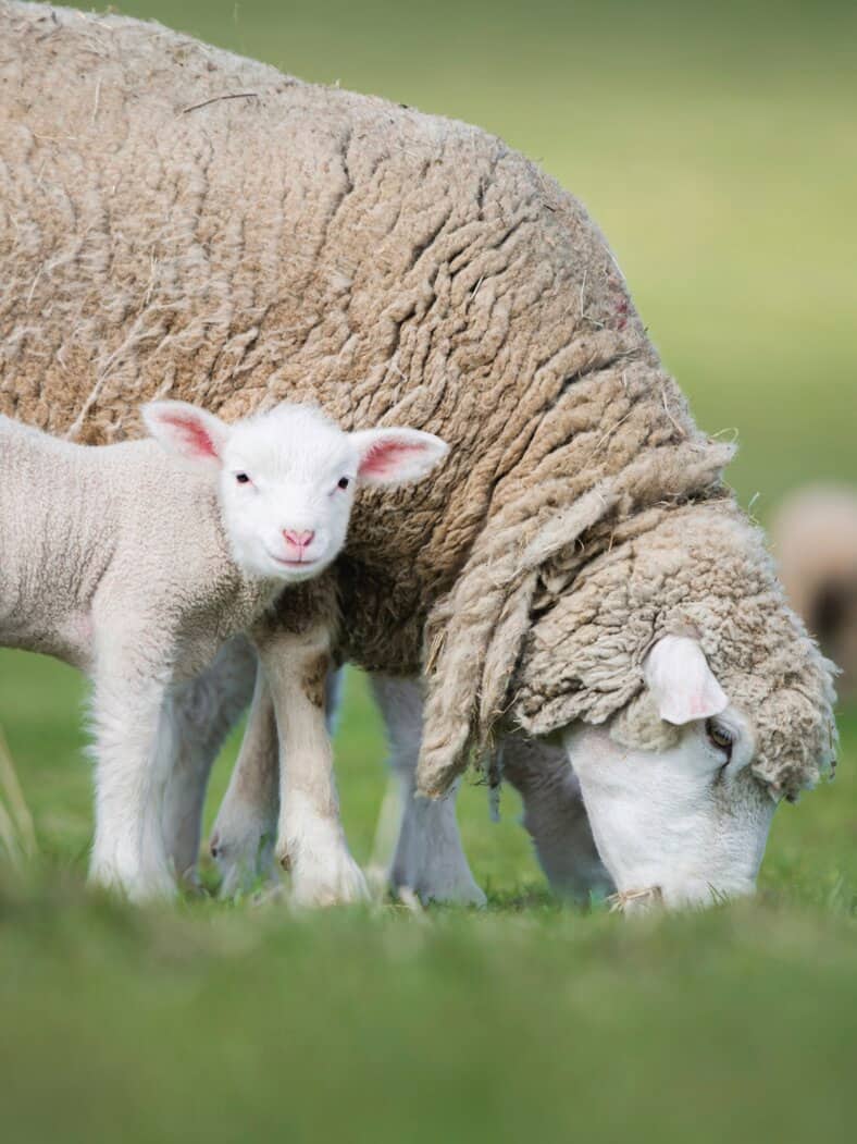 Avenafit-Stützstrumpf Merino Schwarz-Grau