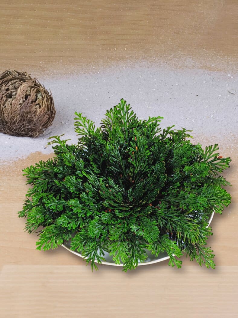 Rose von Jericho Grün