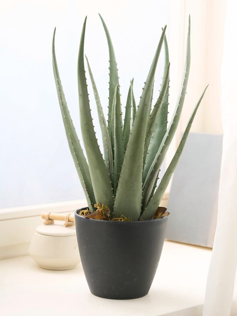 Aloe-Vera Deko-Pflanze Grün