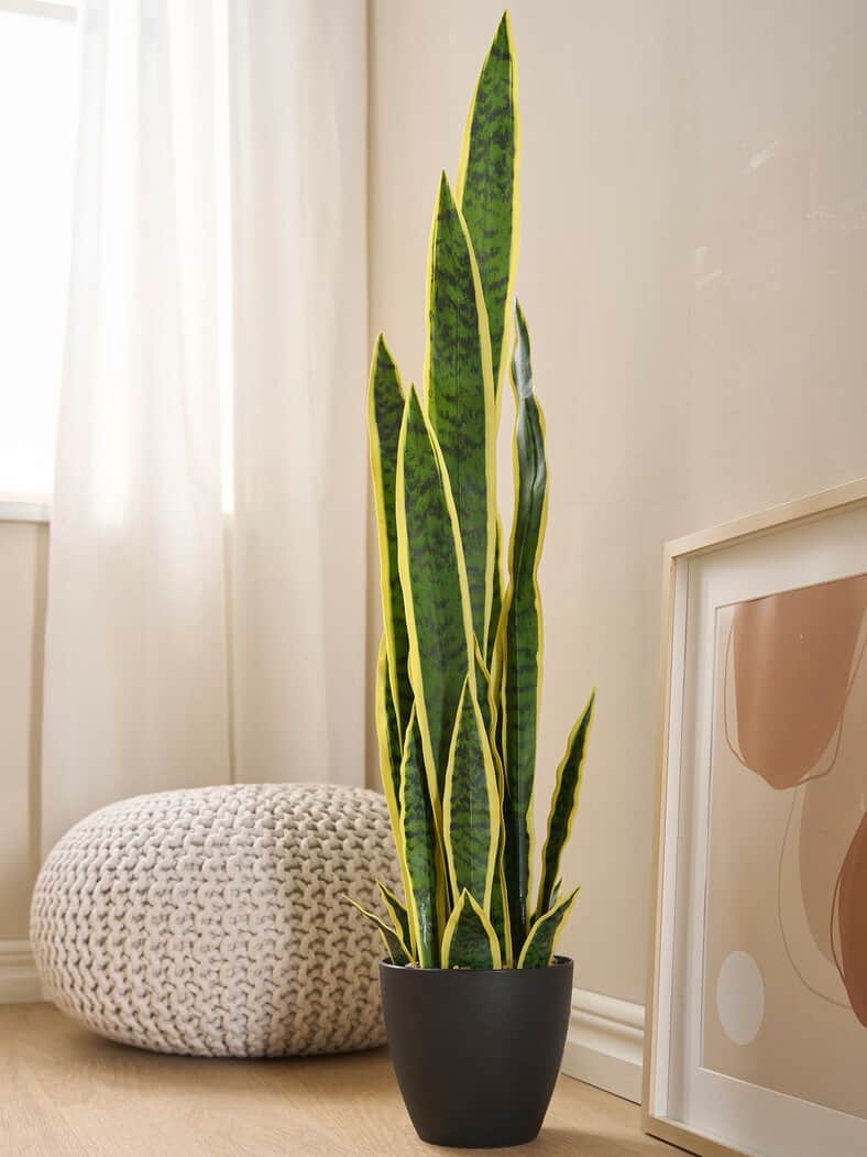 Deko-Sansevieria Grün