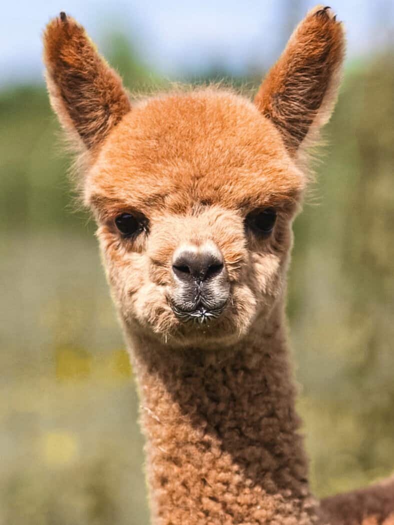 Frankenstolz Baby-Alpaka-Kissen Weiß